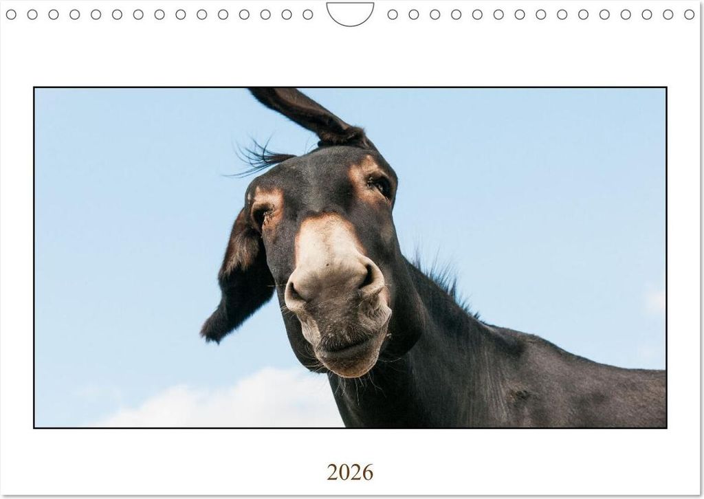 Esel Lebensfreude - Spaß mit Langohren (Wandkalender 2026 DIN A4 quer), CALVENDO Monatskalender