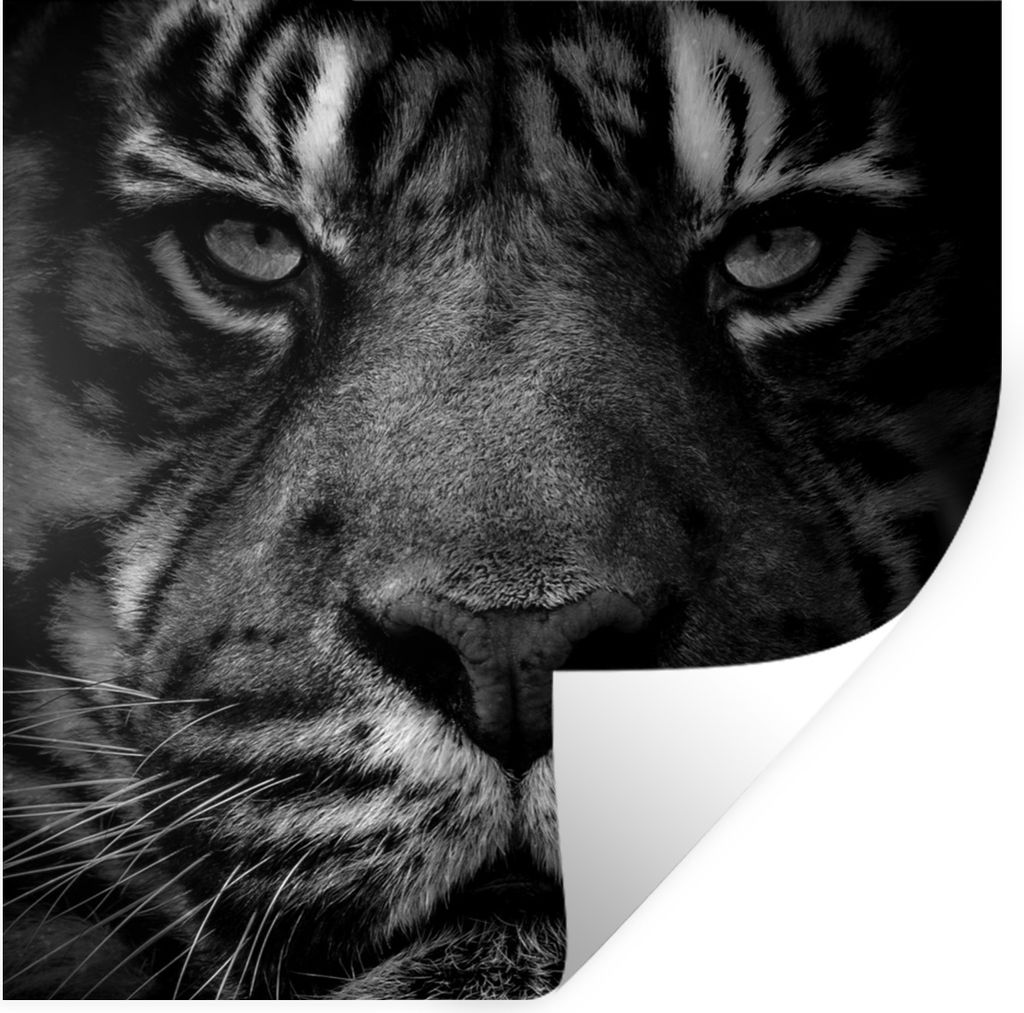 MuchoWow Wandtattoo Wandsticker Wandaufkleber Dschungel - Tiger - Wilde Tiere - Schwarz - Weiß 80x80 cm Selbstklebend und Repositionierbar - Wie...