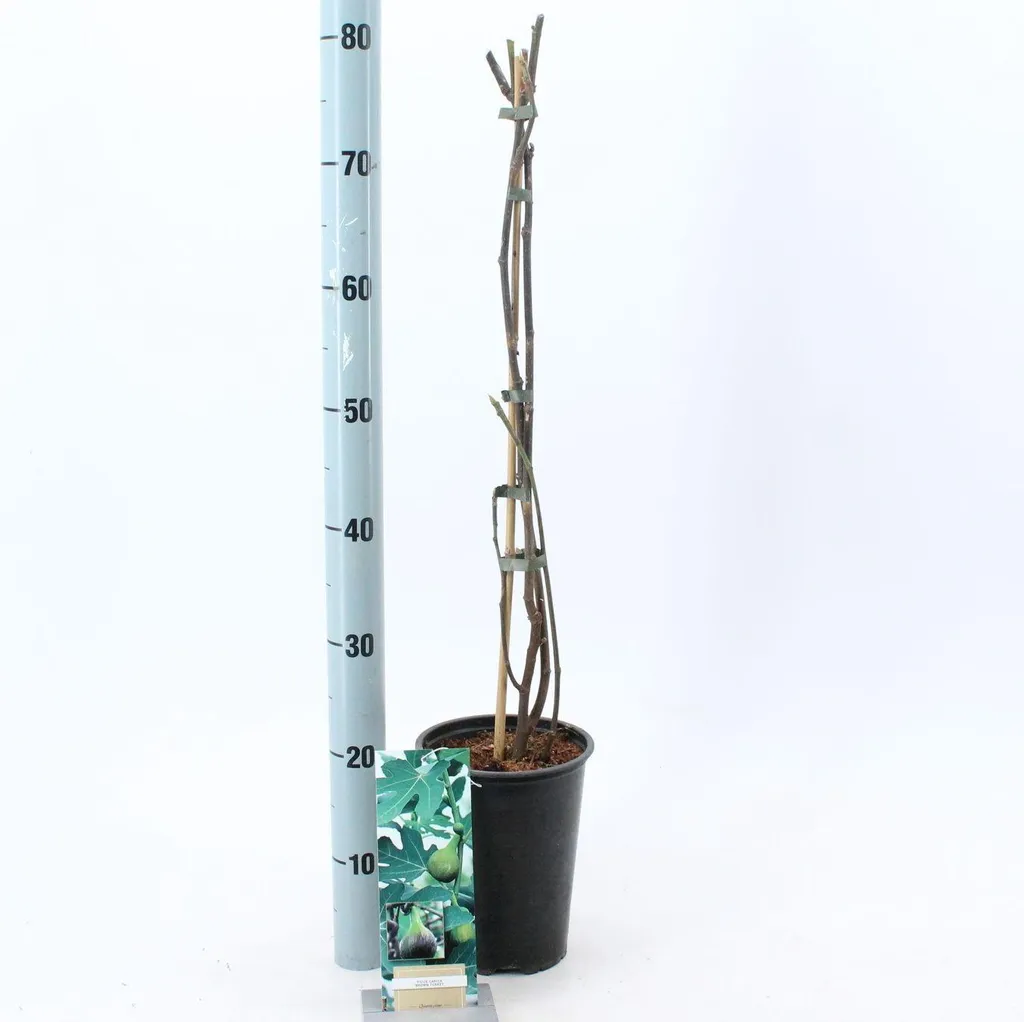 Figuier Brown Turkey : Arbre fruitier autofertile 80-90 cm pour jardin