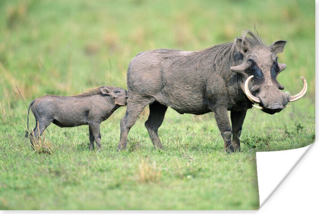MuchoWow Poster Wild - Schwein - Afrika 120x80 cm - Bilder