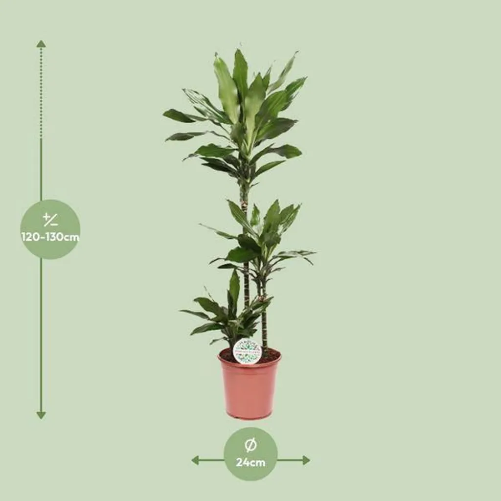 Grande plante d'intérieur Dracaena Janet Lind 130cm - Dragonnier vert