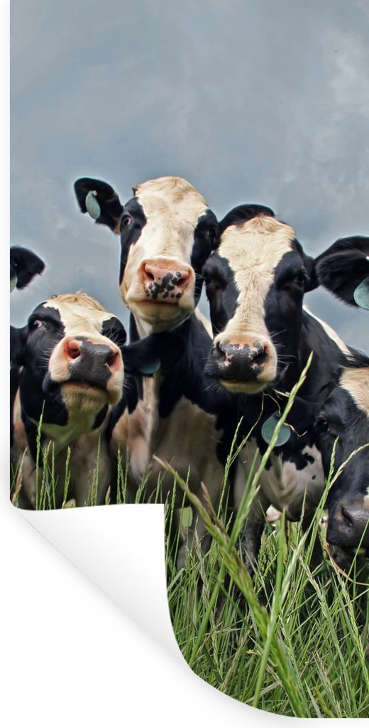 MuchoWow Wandtattoo Wandsticker Wandaufkleber Kuh - Wolken - Gras - Tiere 60x120 cm Selbstklebend und Repositionierbar - Selbstklebend - Fototapeten