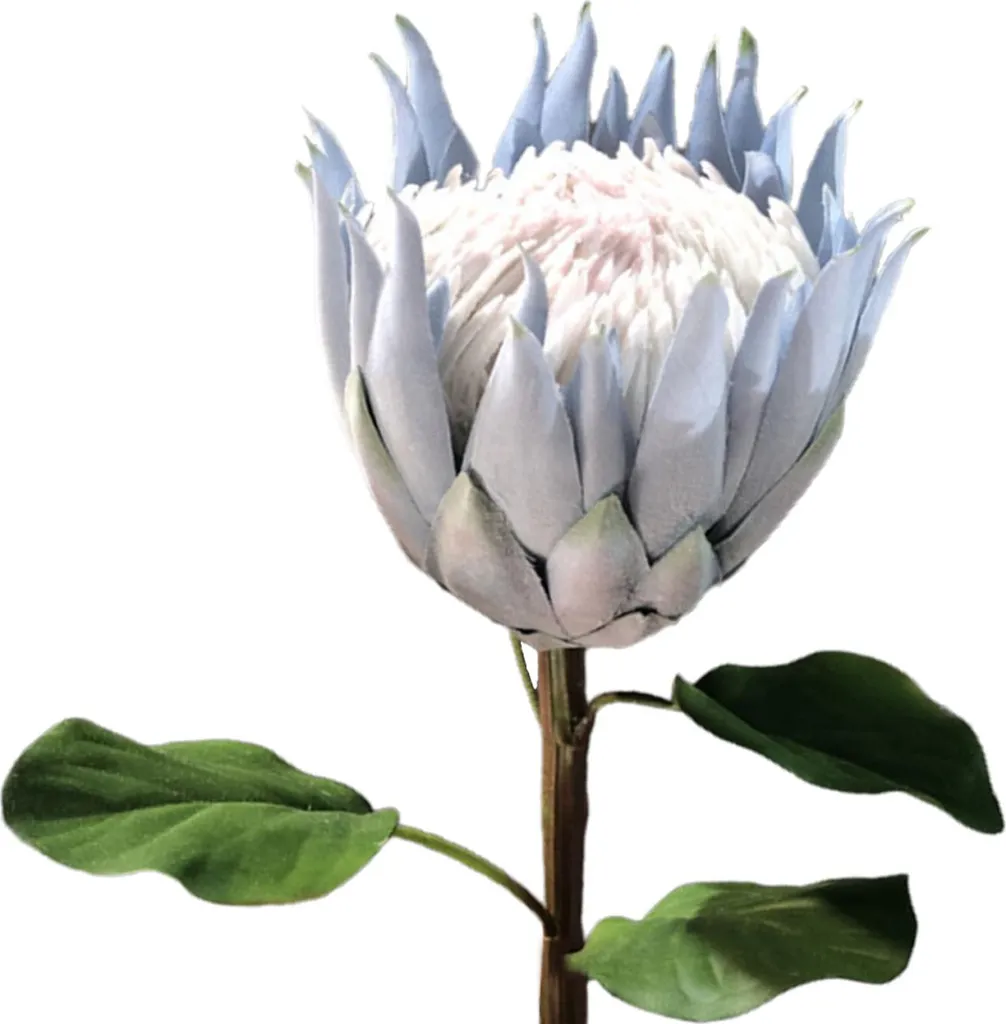 Protea Royal Artificielle Bleue Floquée pour Décoration et Mariage