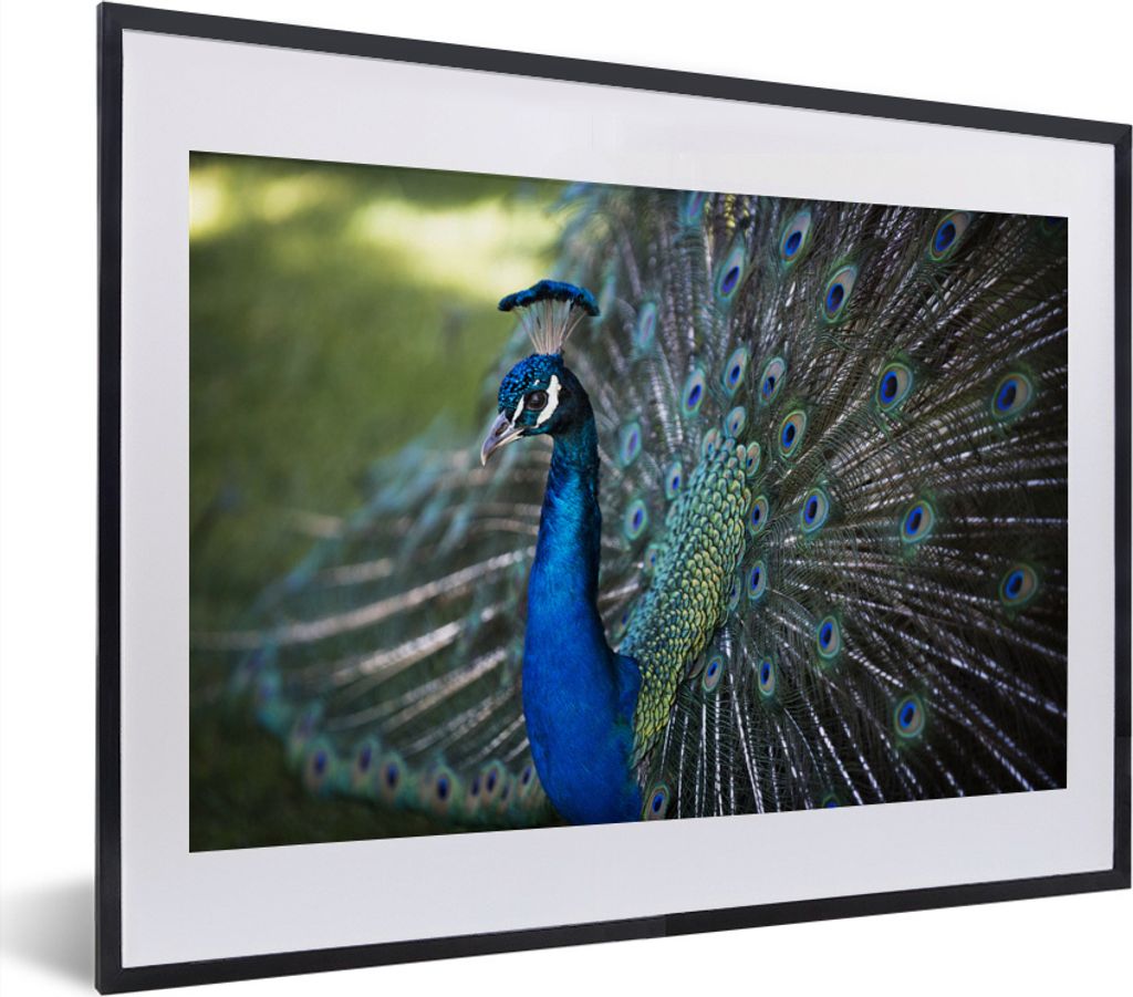 MuchoWow MuchoWow Gerahmtes Poster Pfau - Vögel - Blau 40x30 cm - Poster mit zchwarzem Bilderrahmen - Bilderrahmen - Poster im Rahmen