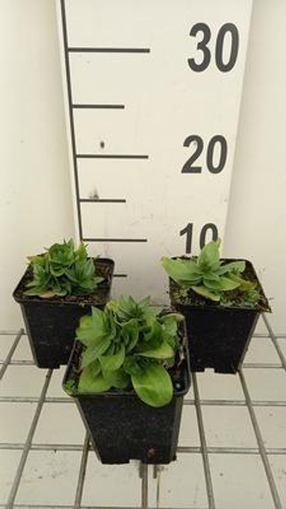 6 x Gentiana asclepiadea - Genziana gentiana - vaso 9 x 9 Immagine del prodotto 