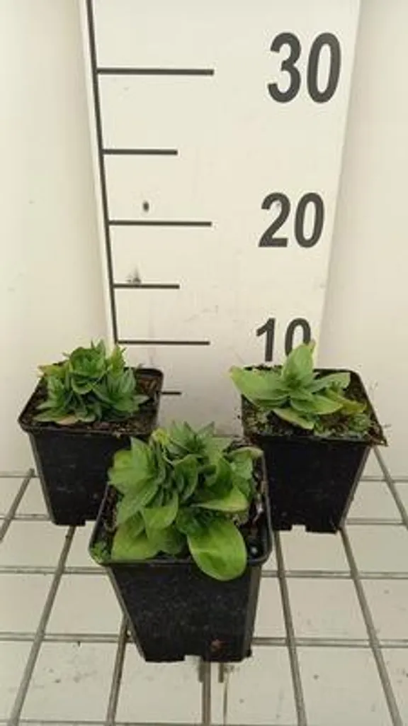 Gentiane asclepiadea bleue - 6 plantes rustiques en godets de 9 cm