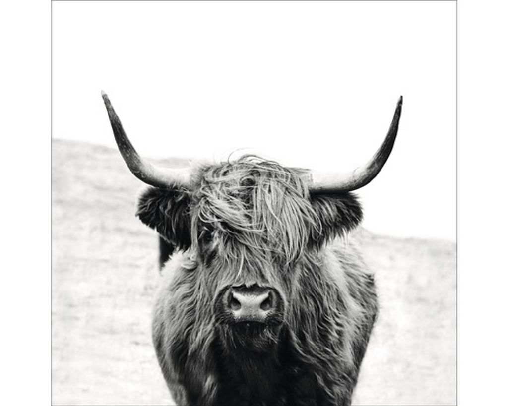Giclée Leinwandbild Scottish Highland Cattle II 80x80 cm