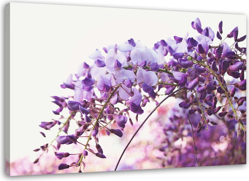 Leinwandbild glycyrrhiza-fliederblüten 60x40 cm Feeby lila wandbild bereit zum aufhängen