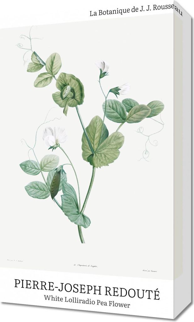 Bild 30x50cm Design Lolliradio Pea Flower, Redoute Vintage für das Wohnzimmer