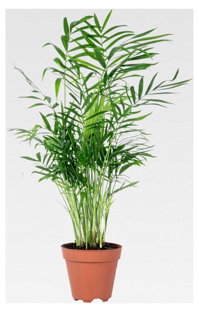 Bergpalme - pflegeleichte Zimmerpflanze, Chamaedorea elegans - Höhe ca. 35 cm, Topf-Ø 12 cm