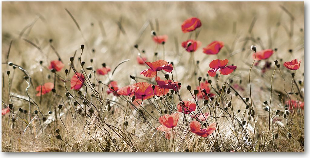Tulup Leinwandbild - 120x60 cm - Wandkunst - Drucke auf Leinwand - Leinwanddruck - Blumen & Pflanzen - Rot - Mohnblumen