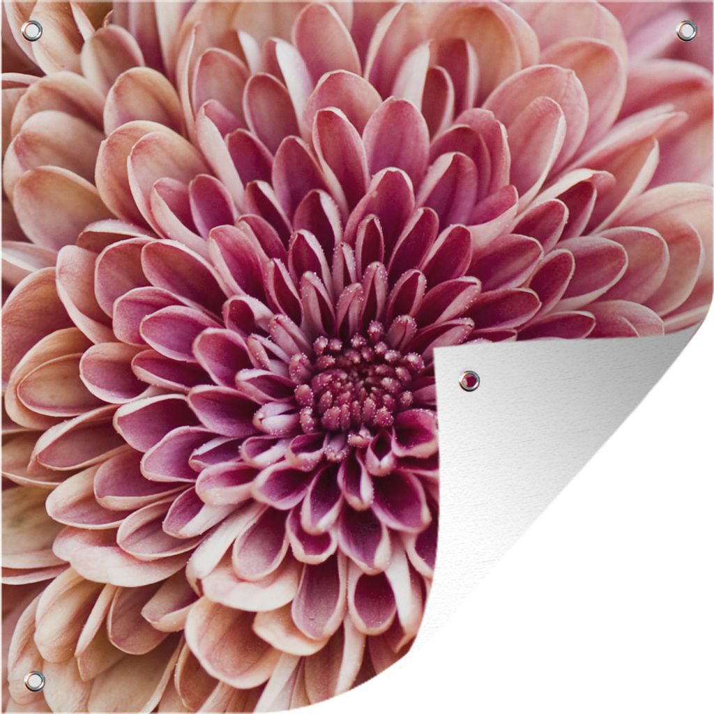 MuchoWow 100x100 cm Outdoor-Poster Gartendeko Sichtschutz Garten Poster für den Garten Chrysantheme Nahaufnahme
