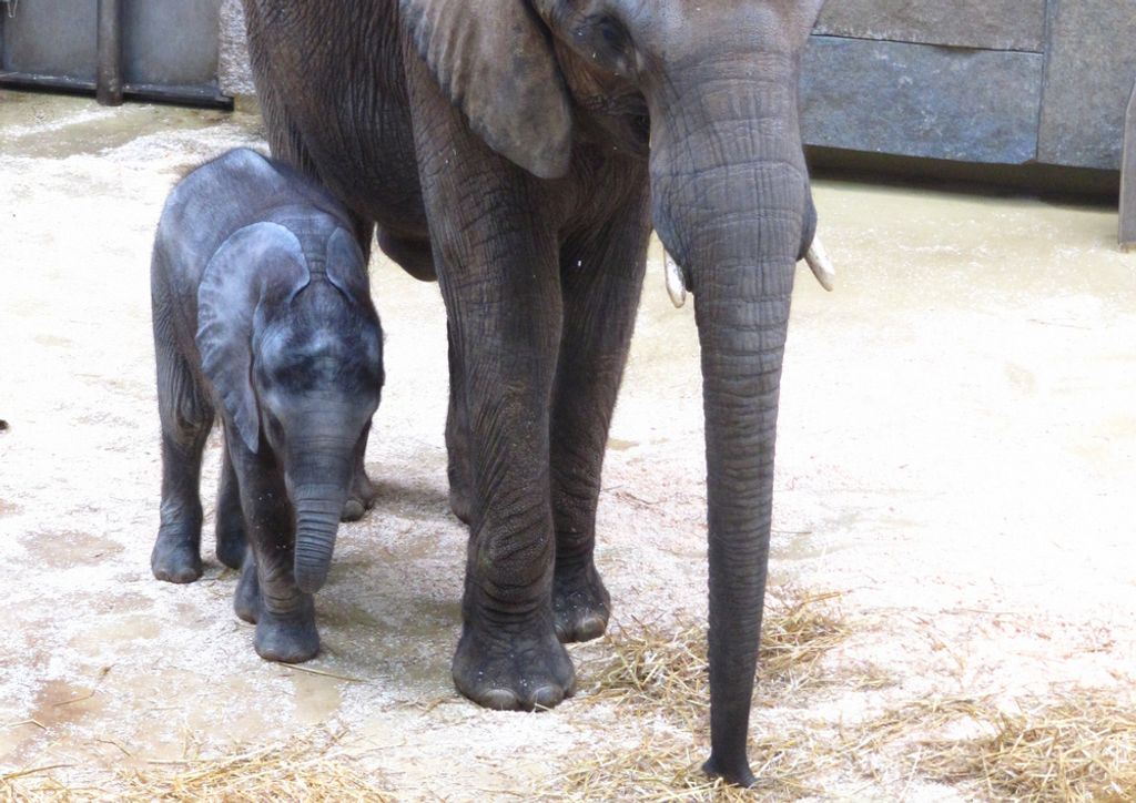 hansepuzzle 85818 - Elefant Puzzle, 260 Teile, Tierwelt, 41,0 x 28,0cm mit hochwertiger Aufbewahrung, Kartonbox und wiederverschließbarem Beutel