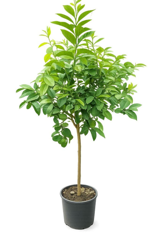 Roślina bergamotowa 140–160 cm – Citrus bergamia – drzewo Zdjęcie produktu 