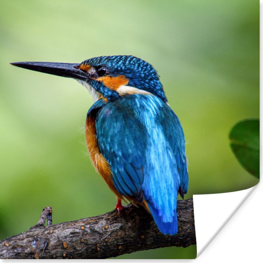 MuchoWow Poster Eisvogel - Zweig - Blau 30x30 cm - Wandposter - Printing