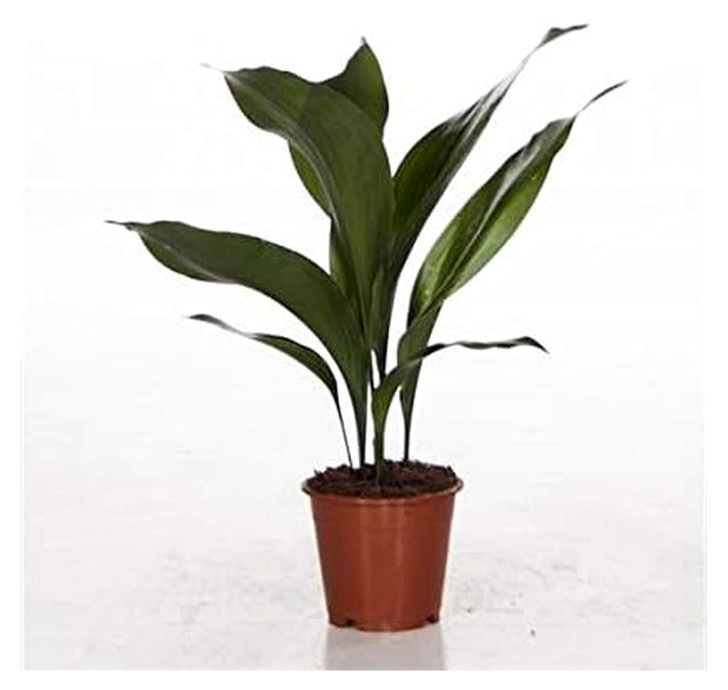 Aspidistra Elatior 50 cm - Schusterpalme/Metzgerpalme - Robuste Zimmerpflanze für pflegeleichte Raumbegrünung, Luftreinigung und Schattenverträg...