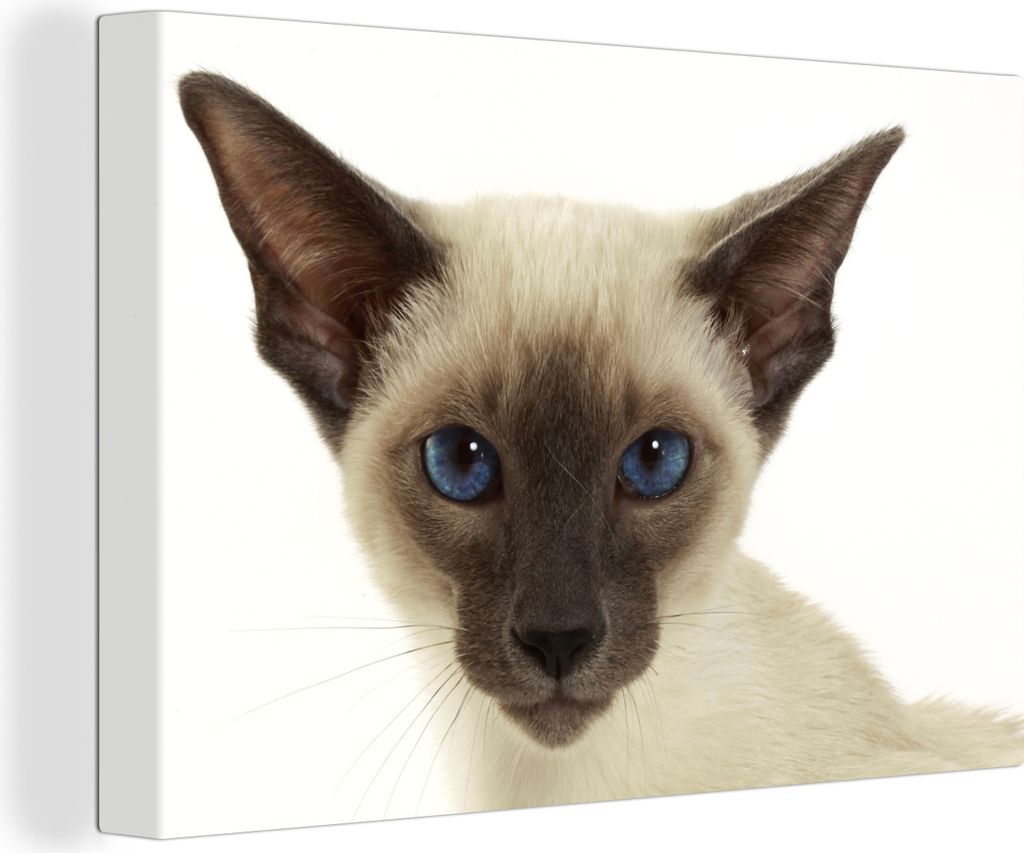 OneMillionCanvasses - Leinwandbilder - 140x90 cm, Porträt einer Siamkatze, Wandbilder Kunstdruck Wanddekoration - Foto auf Leinwand - Gemälde a...
