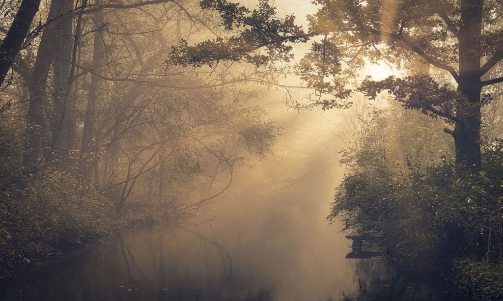 Heizkörpermatte Heizkörperverkleidung Wohnzimmerdeko Wald im Nebel 60x100