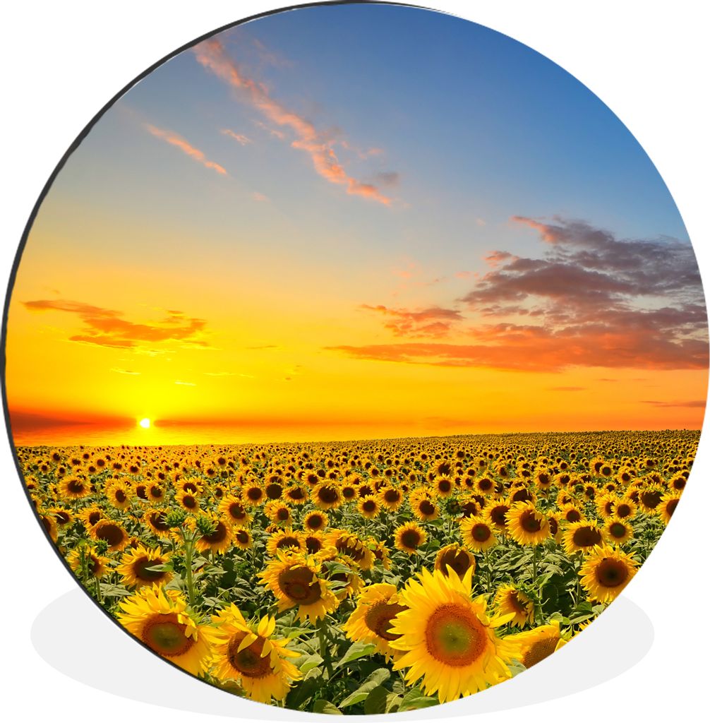 MuchoWow Aluminium Wandkreis Blumen - Sonnenblume - Sonnenuntergang - Nacht - Orange Ø 60 cm Wanddeko Modern Wohnzimmer - Wand Kreis - Wandbild ...