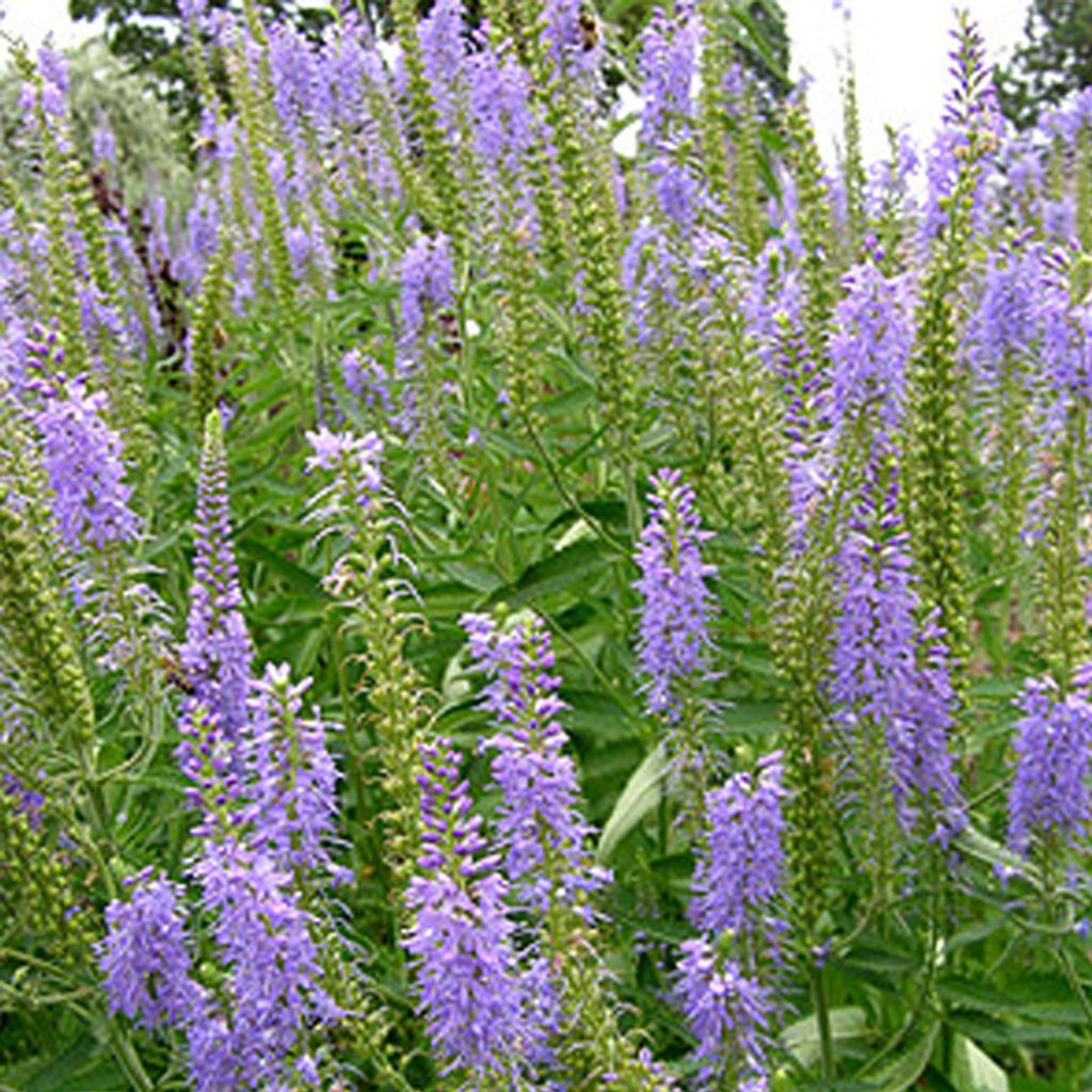 6 x Ehrenpreis - Veronica spicata | Topf 9cm x 9cm Image du produit 