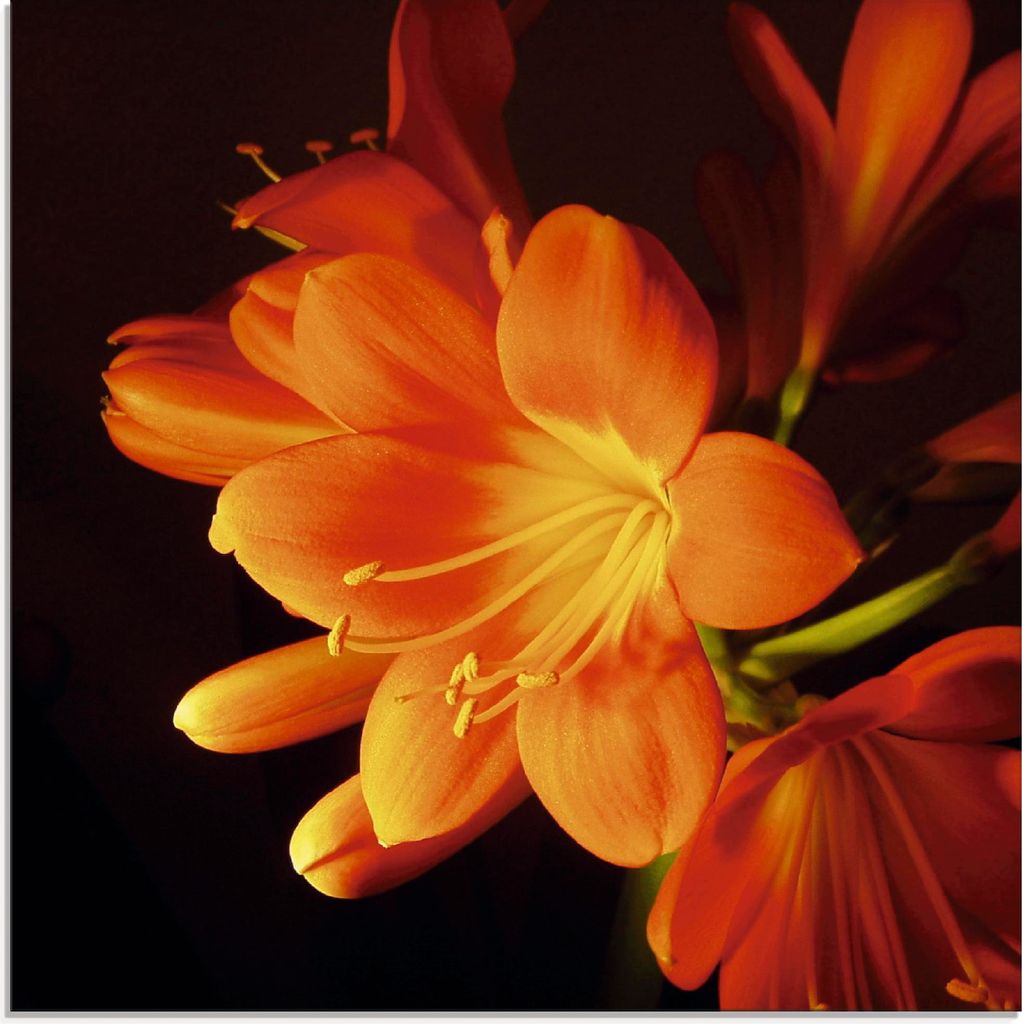 ARTland Glasbild Clivie in leuchtendem Orange Größe: 20x20 cm