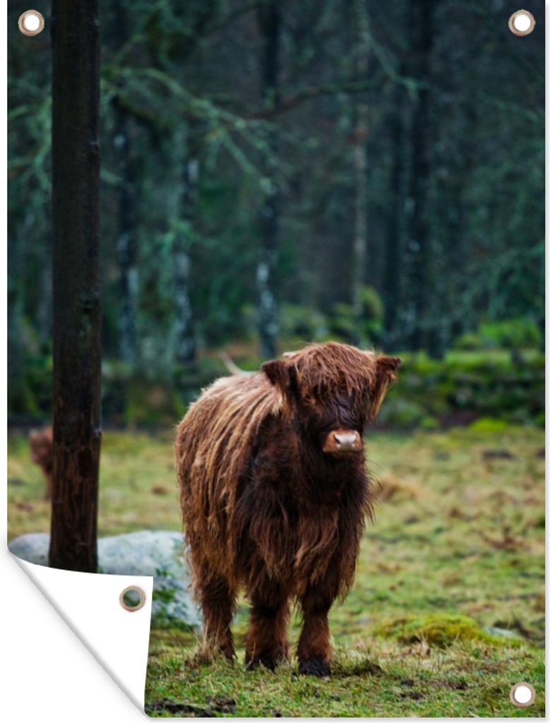 MuchoWow 60x80 cm Outdoor-Poster Gartendeko Sichtschutz Garten Poster für den Garten Schottischer Hochländer - Wald - Moos