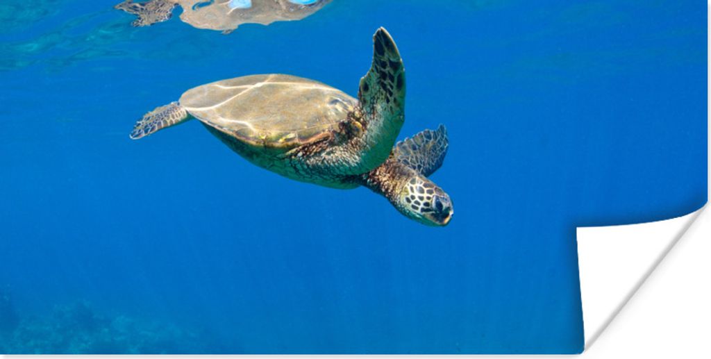 MuchoWow Poster Schildkröte schwimmt im Meer 80x40 cm - Wanddeko