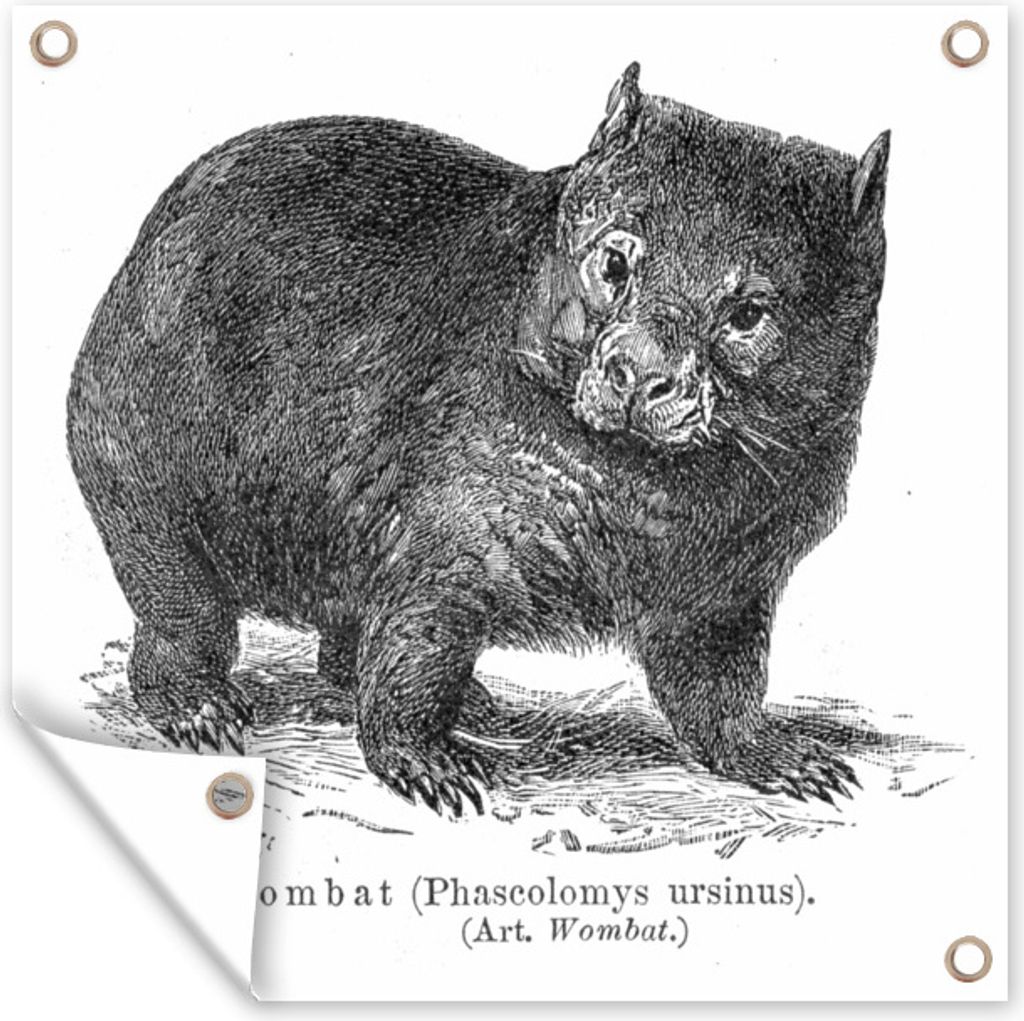 MuchoWow 50x50 cm Outdoor-Poster Gartendeko Sichtschutz Garten Poster für den Garten Eine antike Illustration eines Wombats
