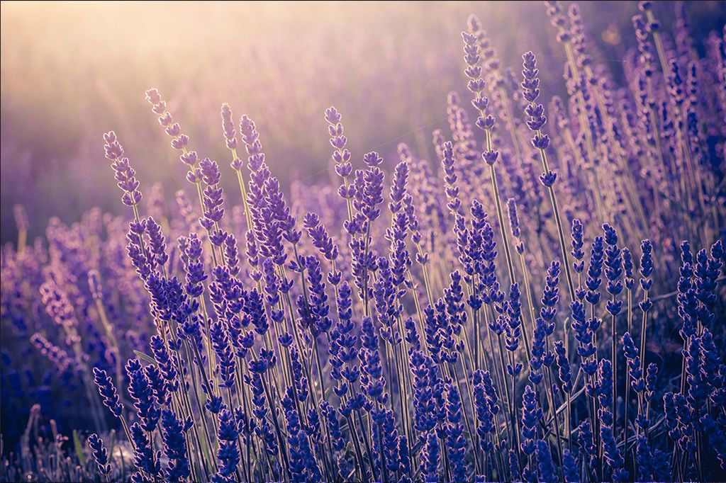 Muralo Fototapete Blumen 368 (B) x 254 (H) cm Vlies Tapete Wandtapeten Wohnzimmer Schlafzimmer moderne Wandbilder XXL Pflanzen Natur Wand Dekoration