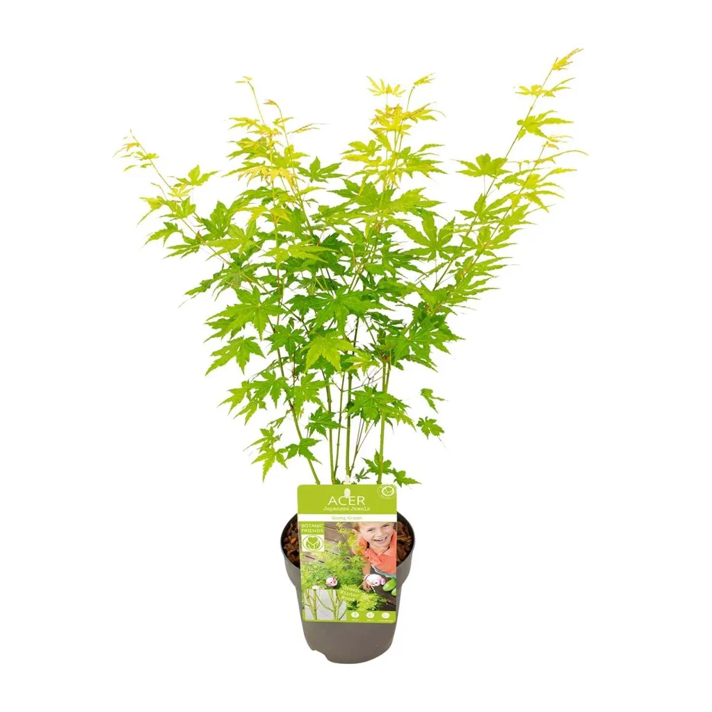 Érable Japonais Résistant Going Green - Acer pour Zone Ombragée - 30 cm