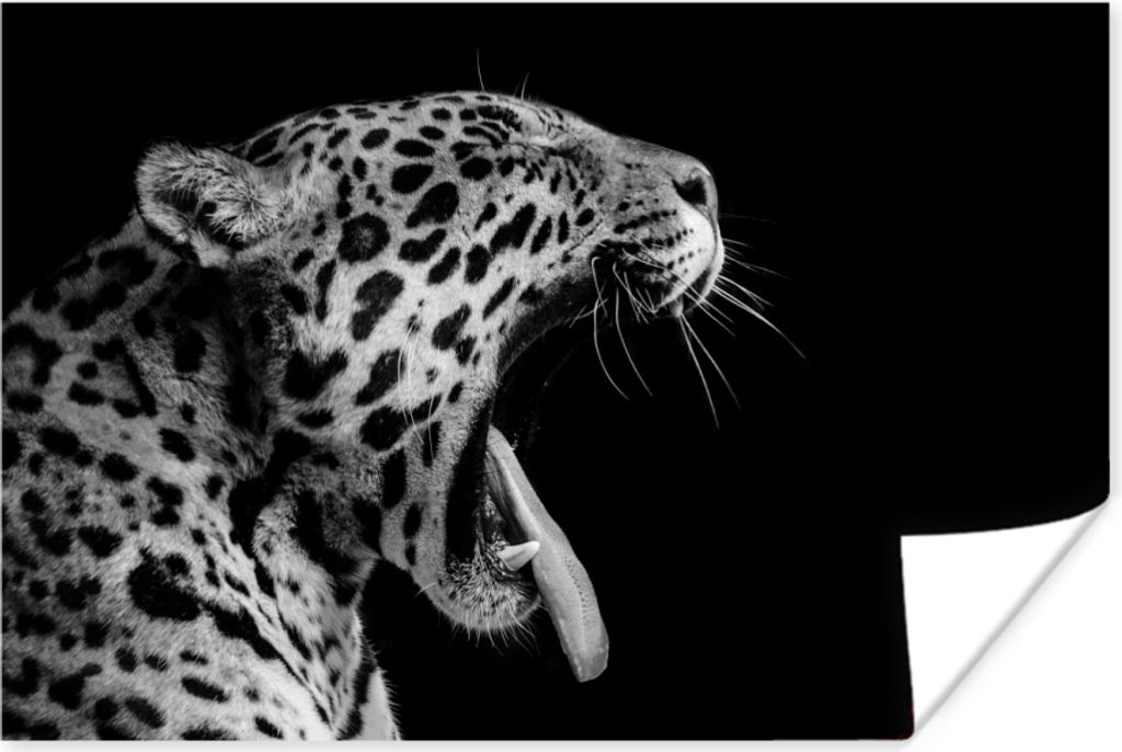 MuchoWow Poster Jaguar - Tier - Schwarz - Weiß 30x20 cm - Plakate - Print