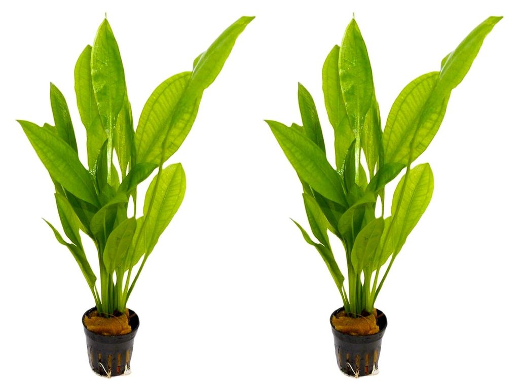 2 Töpfe große Amazonas-Schwertpflanze/Echinodorus bleheri, Breite Amazonasschwertpflanze für Aquarien