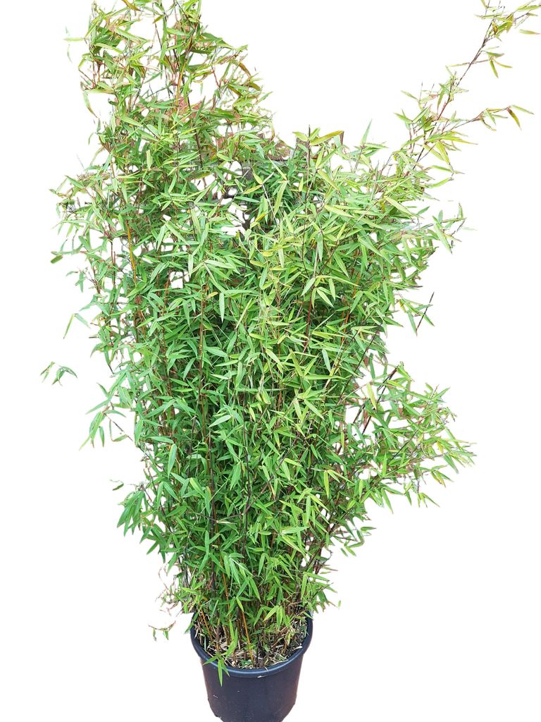 Fargesia nitida "Jiuzhaigou" 160–170 cm | Roter Produktbild 