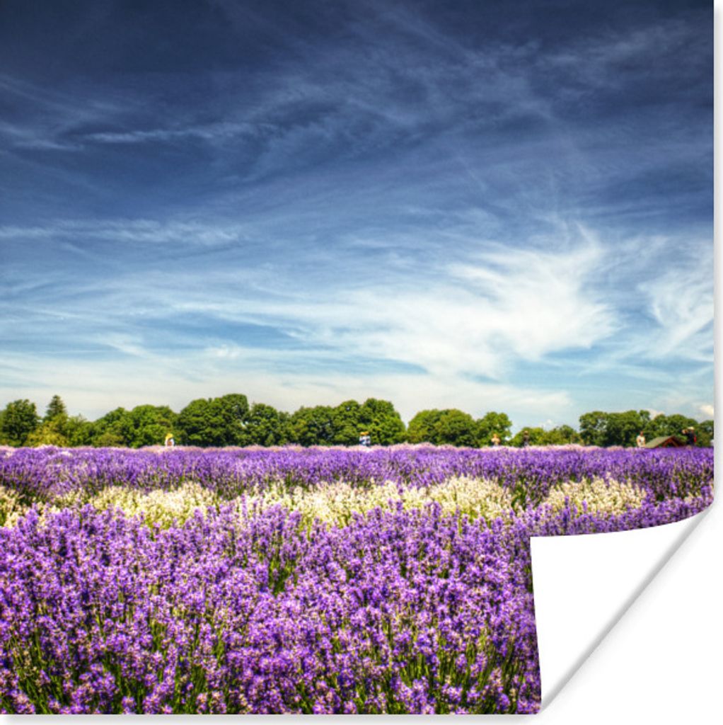 MuchoWow Poster Lila und weiß blühender Lavendel auf einem Feld 50x50 cm - Wohnzimmerdekoration