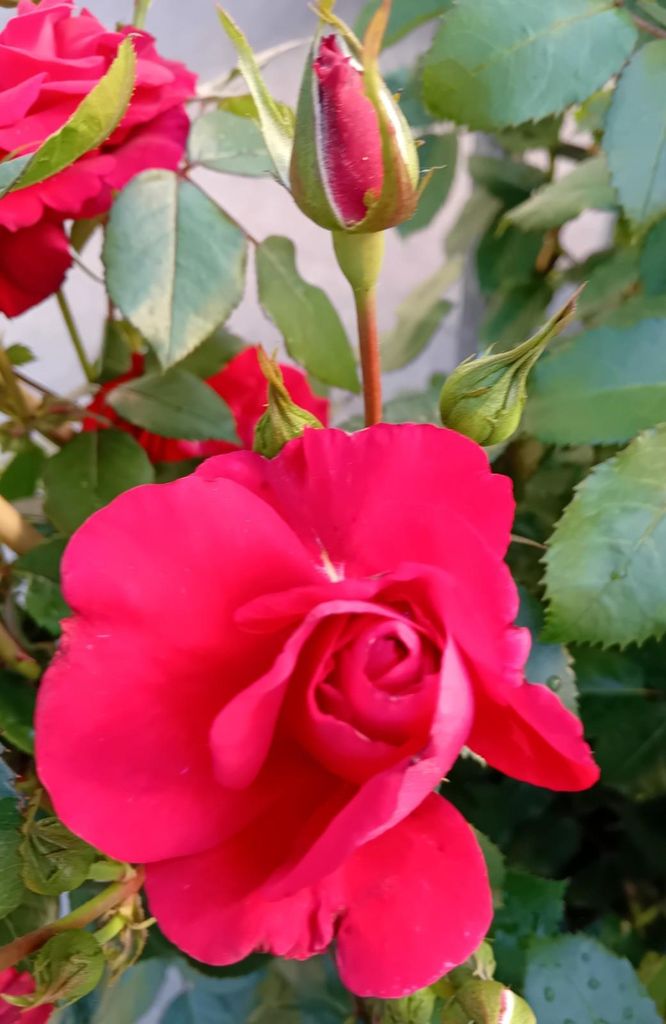 Kletterrose Rose The Princes Trust kaminrot im großen 7 Liter Topf duftend