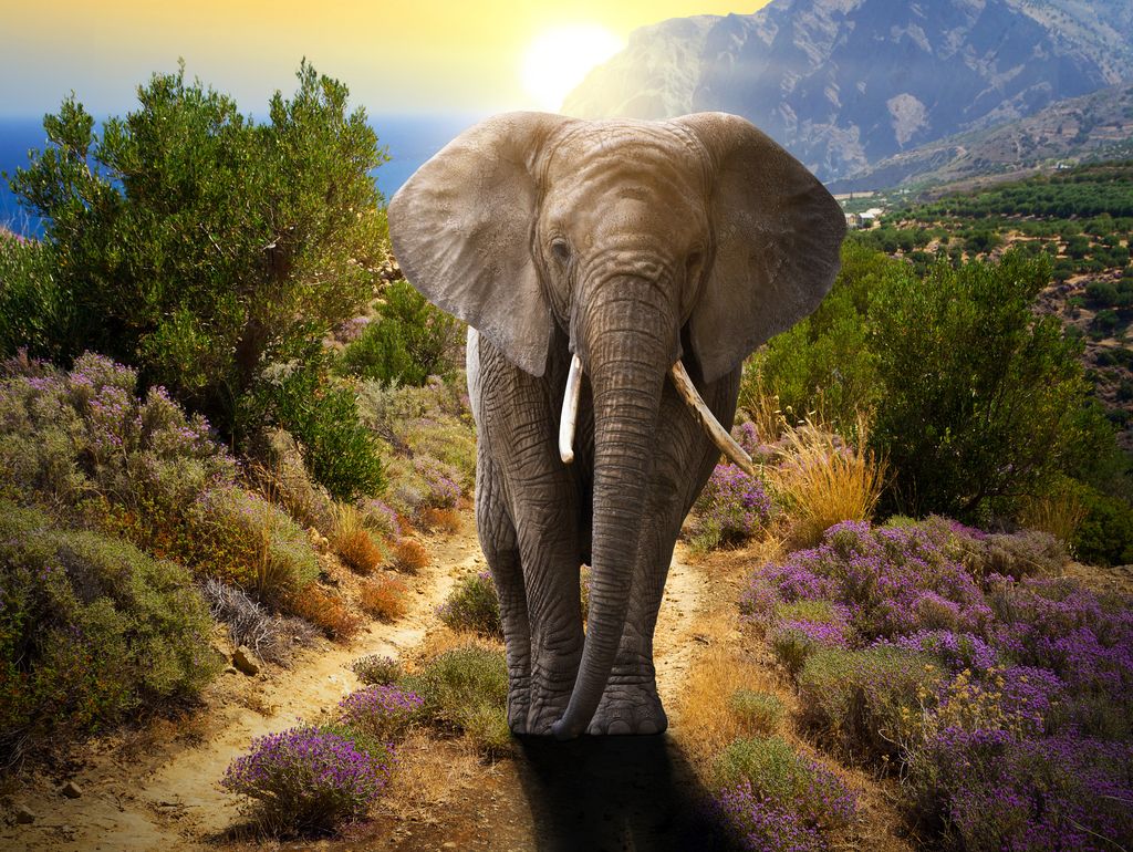 Lais Puzzle Elefant 1000 Teile