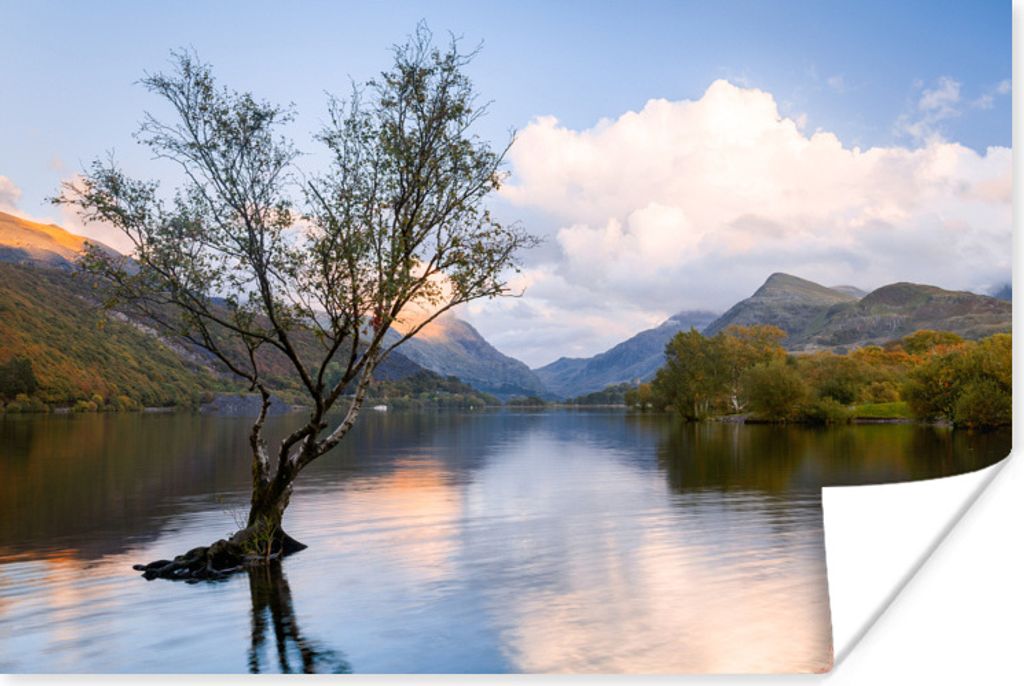 MuchoWow Poster Ein ganz besonderer kleiner Baum in den Gewässern von Snowdonia 60x40 cm - Schlafzimmerdekoration