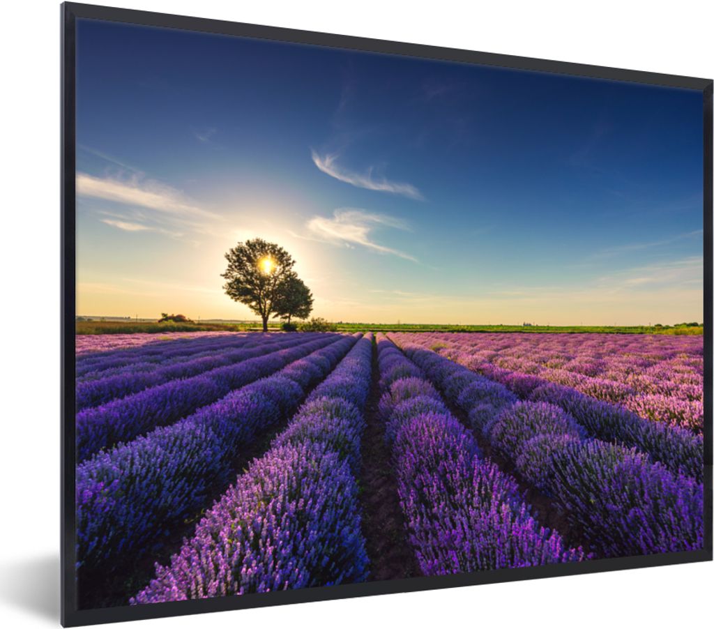 MuchoWow Gerahmtes Poster Lavendel - Sonne - Baum - Blumen - Lila 80x60 cm - Poster mit Schwarzem Bilderrahmen Wandposter Rahmen Foto Bilder - Sc...