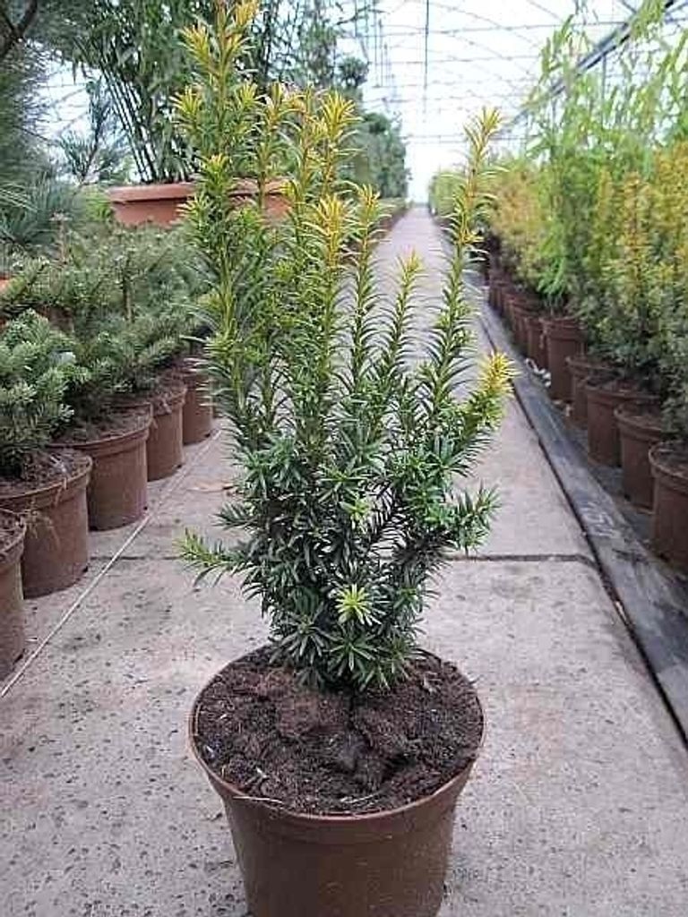 Aufrechte Goldeibe Golden Crown - Taxus baccata Golden Crown 25-30cm
