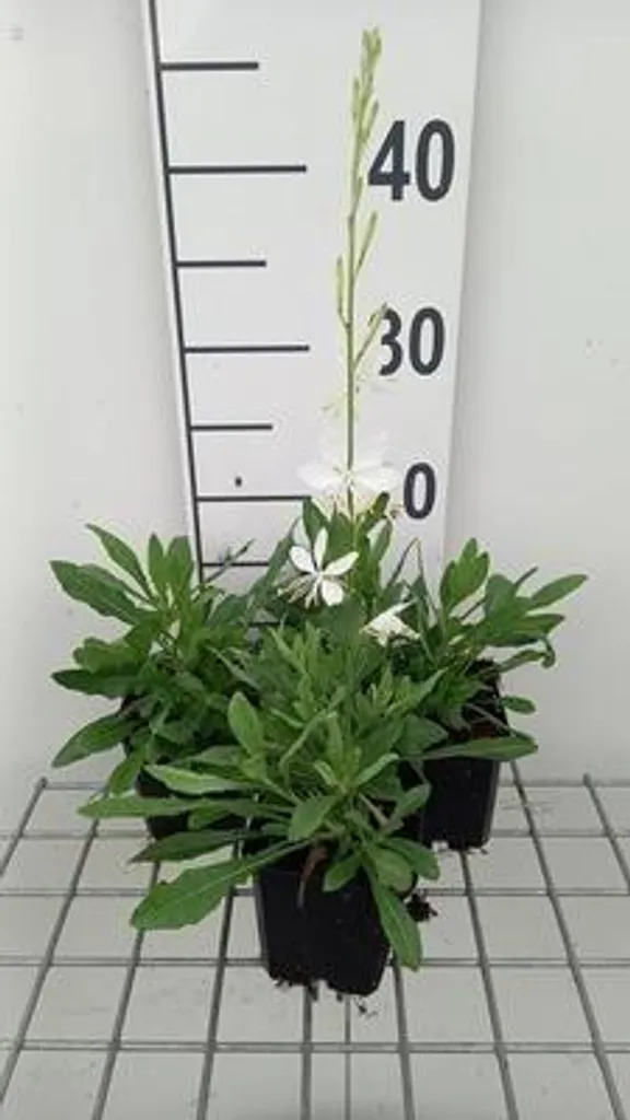 Gaura Cool Breeze blanc : 6 plantes mellifères à floraison longue