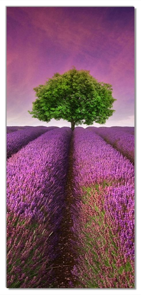 Wallario selbstklebende Türtapete 100 x 220 cm mit Schutzlaminat - Lila Blumenfeld