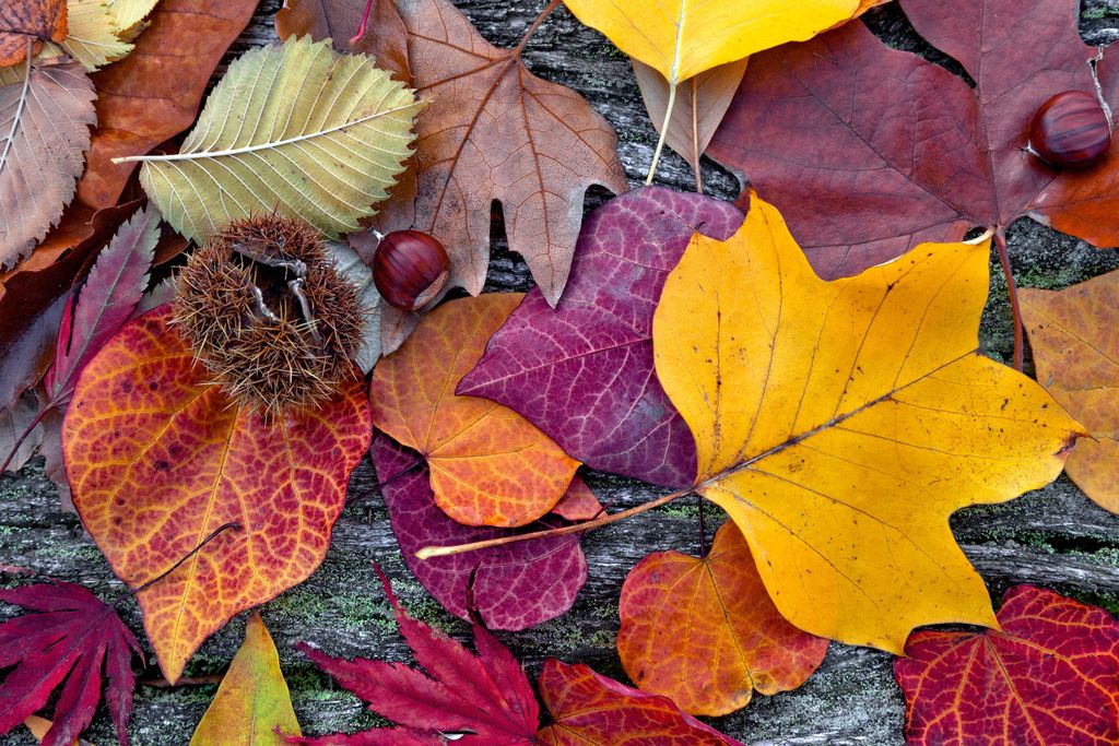 Fototapete - Autumn Leaves 375x250cm - Vliestapete