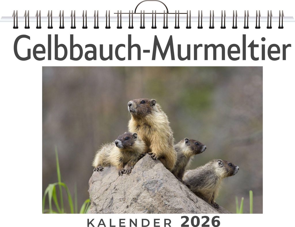 Wandkalender Gelbbauch-Murmeltier