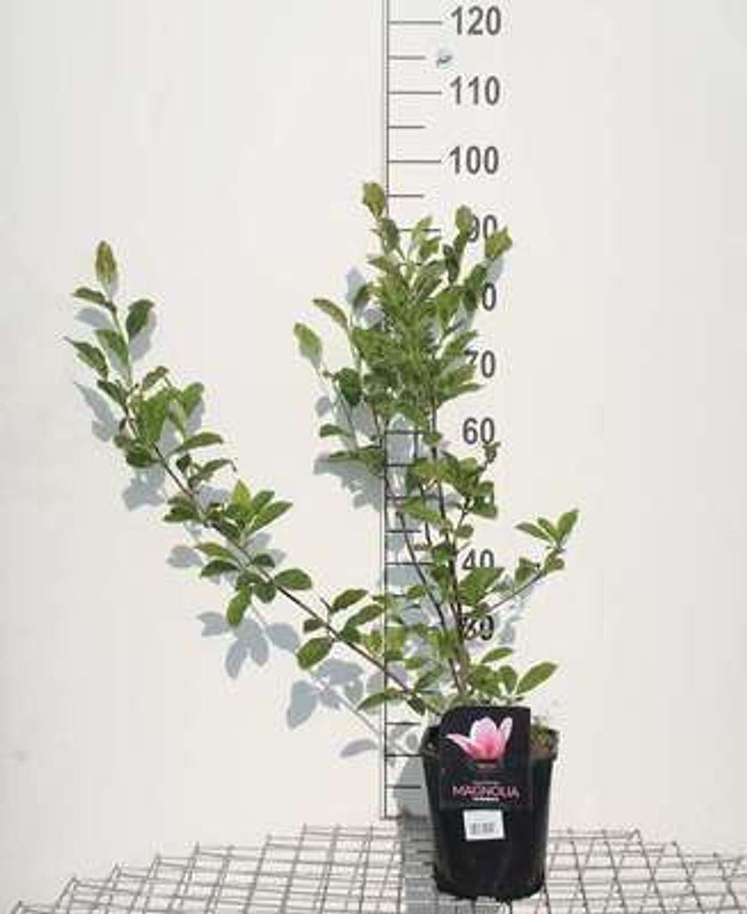 Magnolia soulangeana - Tulpen Magnolie Heaven Scent 50- 60 cm - Container