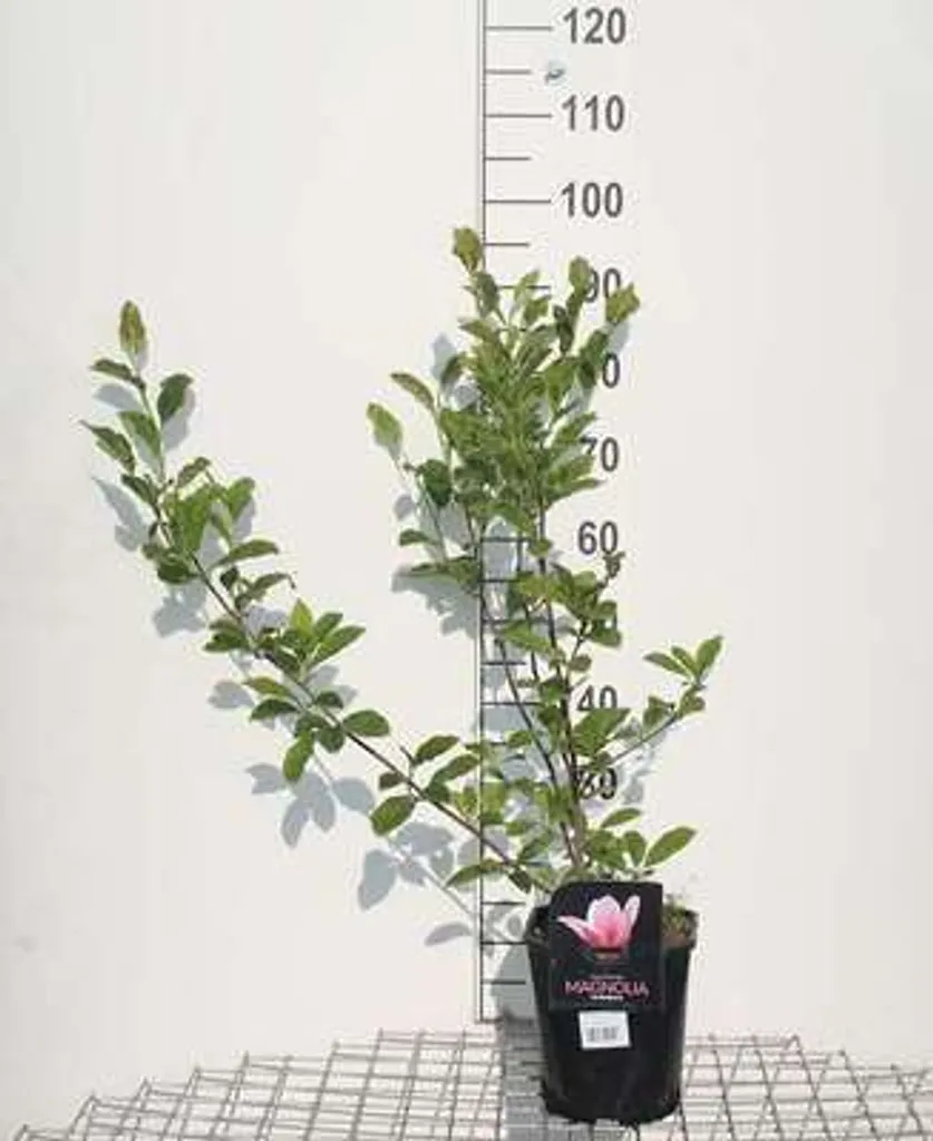 Aménager son Jardin avec un Magnolia Heaven Scent de 50-60 cm en Pot