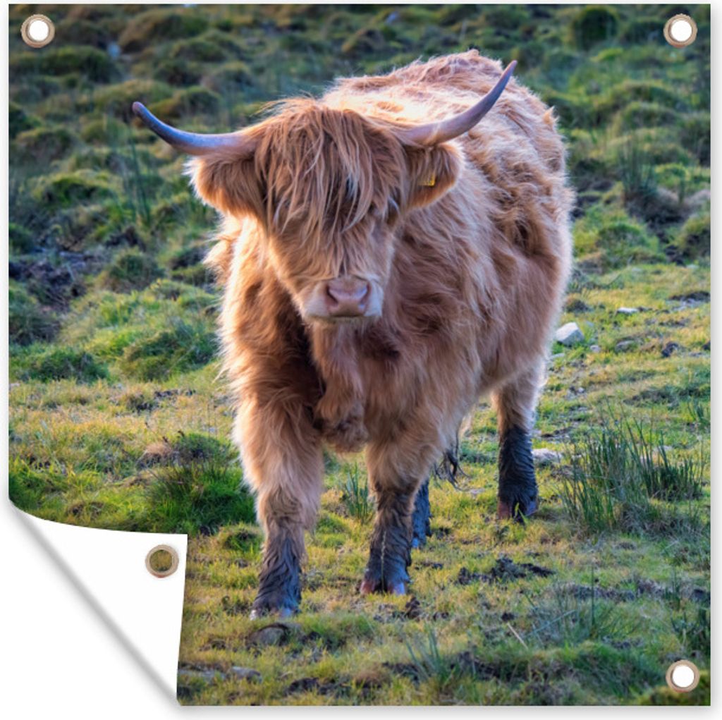 MuchoWow 100x100 cm Outdoor-Poster Gartendeko Sichtschutz Garten Poster für den Garten Schottische Highlander - Gras - Herbst