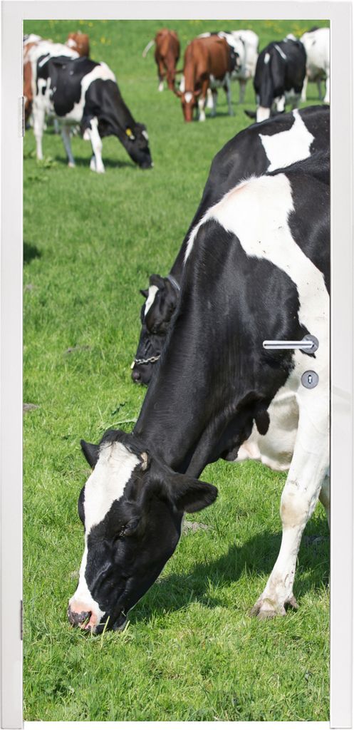 MuchoWow Türtapete Selbstklebende Türfolie Kuh - Tiere - Gras - Sonne 75x205 cm Türposter Türaufkleber Klebefolie Türklebefolie - XXL-Aufkle...