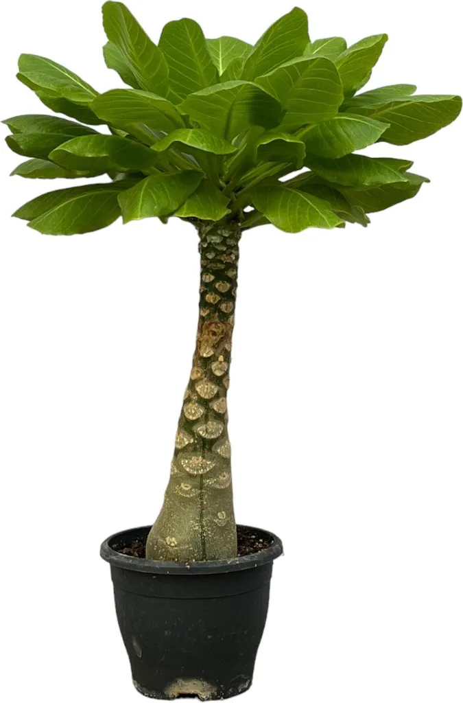 Palmier Hawaïen Brighamia insignis : la plante rare qui reste belle