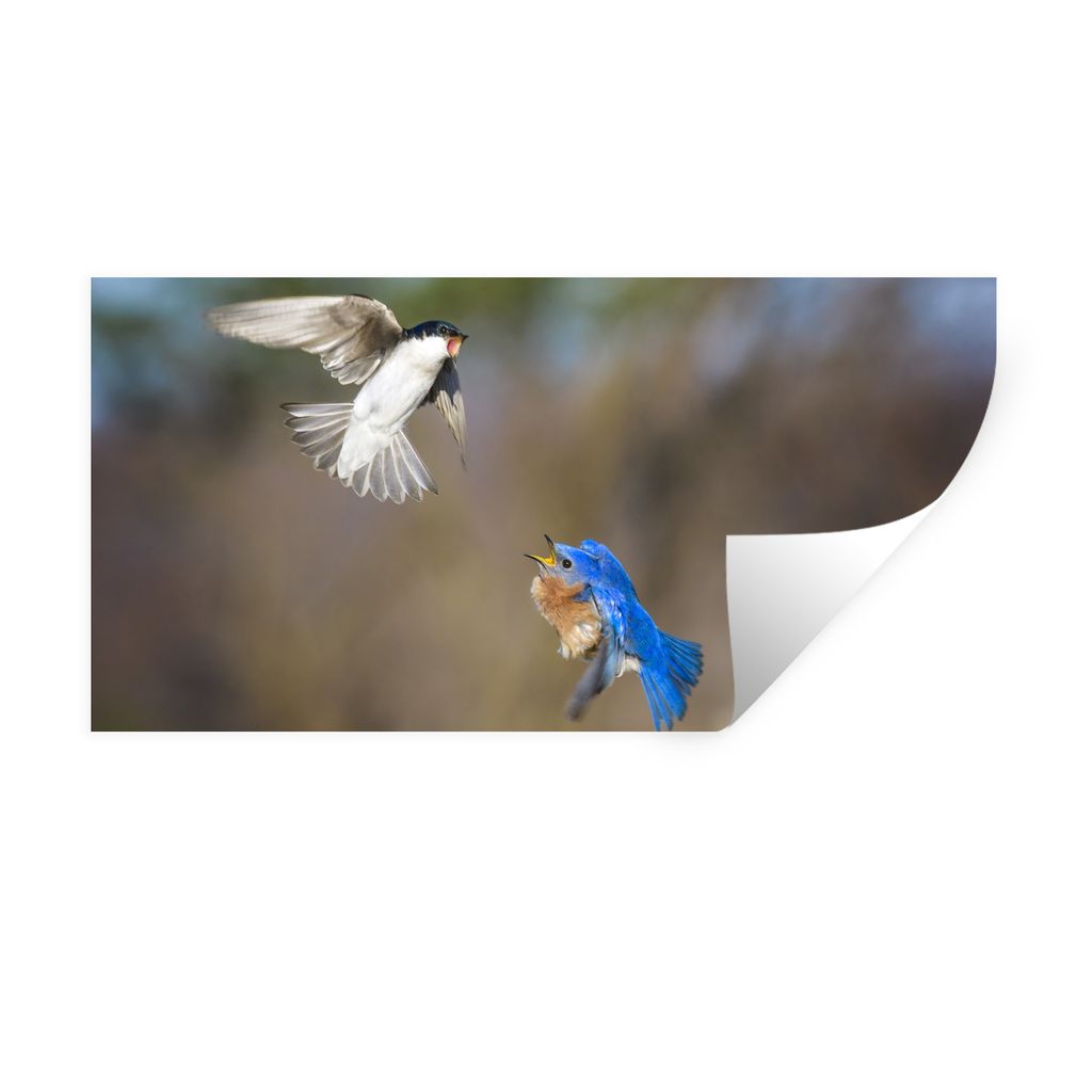 MuchoWow Wandtattoo Wandsticker Wandaufkleber Nahaufnahme von zwei kämpfenden Vögeln in der Nähe eines Nistkastens 160x80 cm Selbstklebend und...