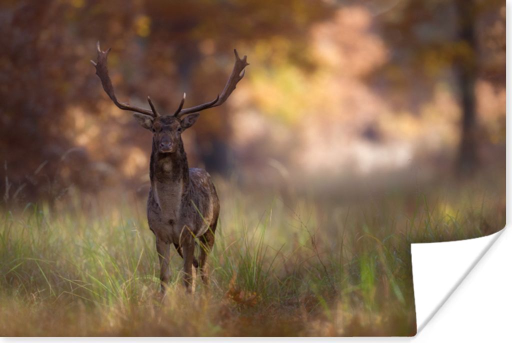 MuchoWow Poster Hirsche - Gras - Herbst 180x120 cm - Fotoplakat